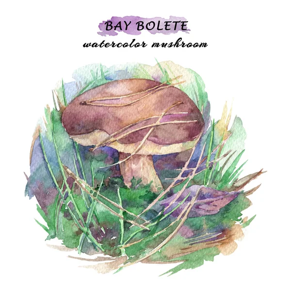 Bay Bolete Mushroom Forest Watercolor Hand Drawn Illustration — Stock Photo, Image