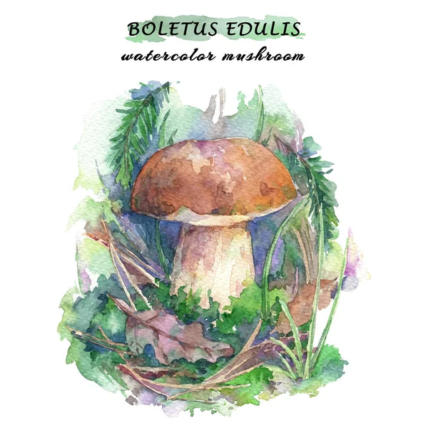 Boletus Mantarı mantar ormanın içinde. Suluboya elle çizilmiş illüstrasyon.