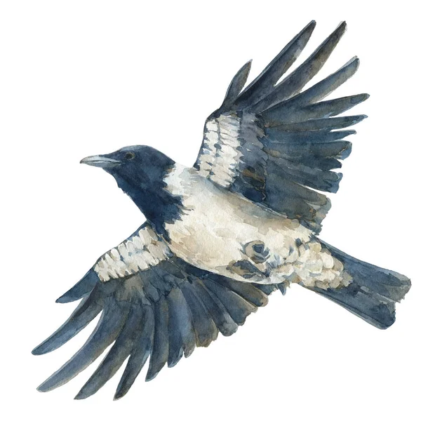 Die Kapuzenkrähe Flug Aquarell Handgezeichnete Illustration Isoliert Auf Weißem Hintergrund — Stockfoto