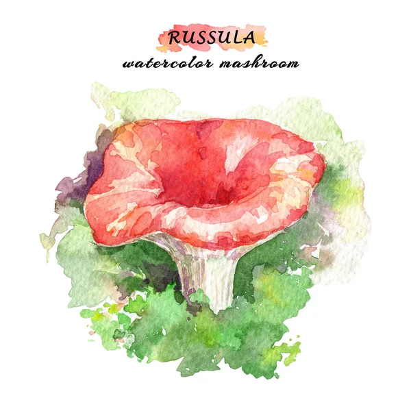 Russula mantar yosun kırmızı kapaklı. Suluboya elle çizilmiş illüstrasyon.
