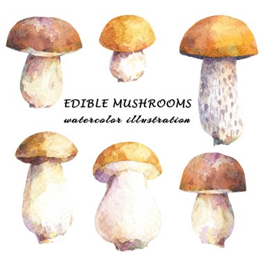 Yenilebilir mantar - huş bolete ve porcini kümesi. Suluboya elle çizilmiş illüstrasyon.