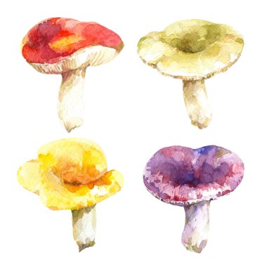 Beyaz arka plan üzerinde izole yenilebilir russula türler - kırmızı, sarı, mor ve yeşil mantar kümesi. Suluboya elle çizilmiş illüstrasyon.