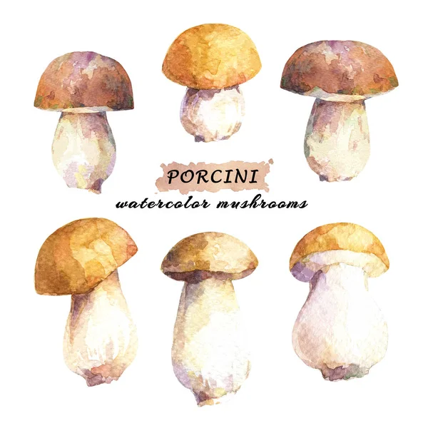 Conjunto Ilustrações Desenhadas Mão Aquarela Cogumelos Porcini — Fotografia de Stock