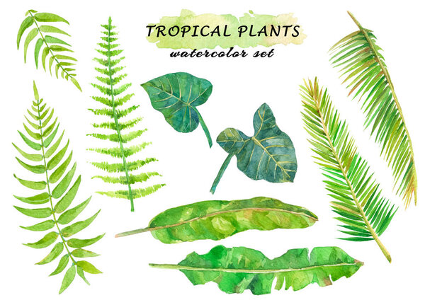 Watercolor tropical set with fern, coconat, banana and liana leaves.