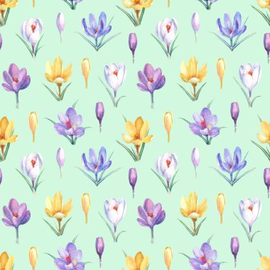 Yeşil arka plan üzerinde sarı, mor ve beyaz crocuses ile suluboya dikişsiz desen.