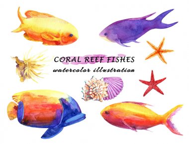 Renkli resif balıkları, yumuşak mercan, denizyıldızı ve yumuşakça suluboya seti. Beyaz arka planda yalıtılmış elle çizilmiş çizim.