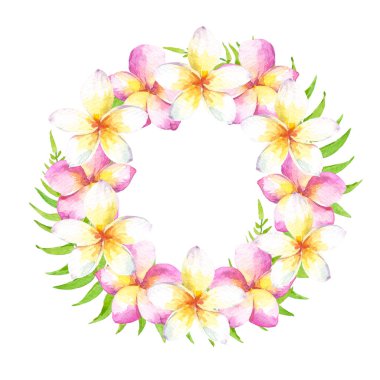 Beyaz ve pembe plumeria çiçekleri ile suluboya tropikal çelenk. Kartlar, düğün davetiyesi, tarih, tebrik tasarım veya kumaş kaydetmek için kullanılabilir. Beyaz arka planda yalıtılmış.