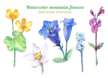 Alp dağ çiçekleri Seti - Gentian çiçek, alp anemon, bataklık-kadife çiçeği, Myosotis (akrep çim), Primula. Suluboya el çizilmiş illüstrasyon.