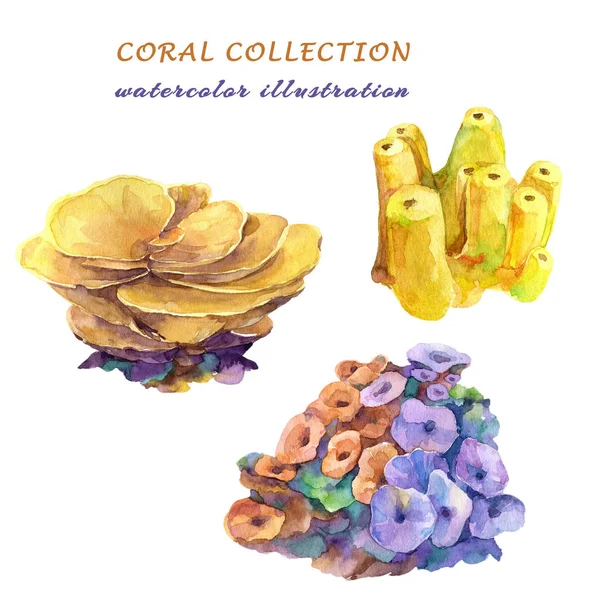 Watercolor Corals Montipora Sea Anemone Yellow Tube Sponge Hand Drawn — Stock Photo, Image