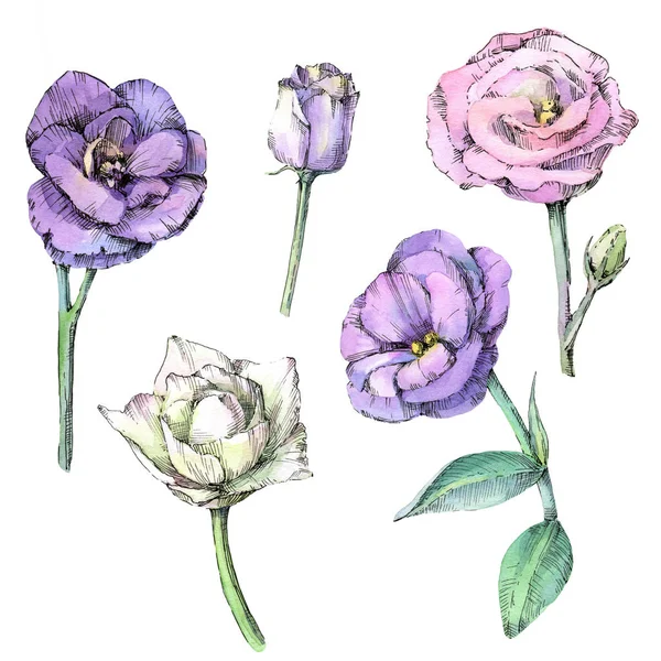 Watercolor Set Beautiful Eustoma Flowers Hand Drawn Sketch Isolated White — Stock Photo, Image