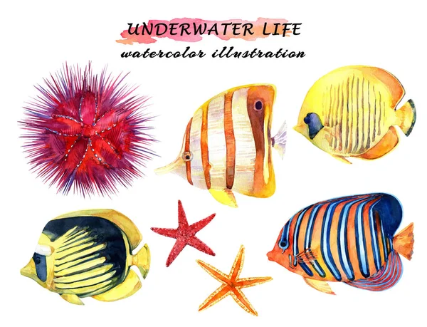 Podwodne Życie Zestaw Tropikalnych Ryb Rozgwiazdy Jeżowca Akwarela Rysowane Ręcznie — Zdjęcie stockowe