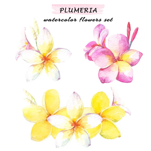 Floral Composition Set Plumeria Flowers Watercolor Illustration White Yellow Pink — Stock Photo, Image