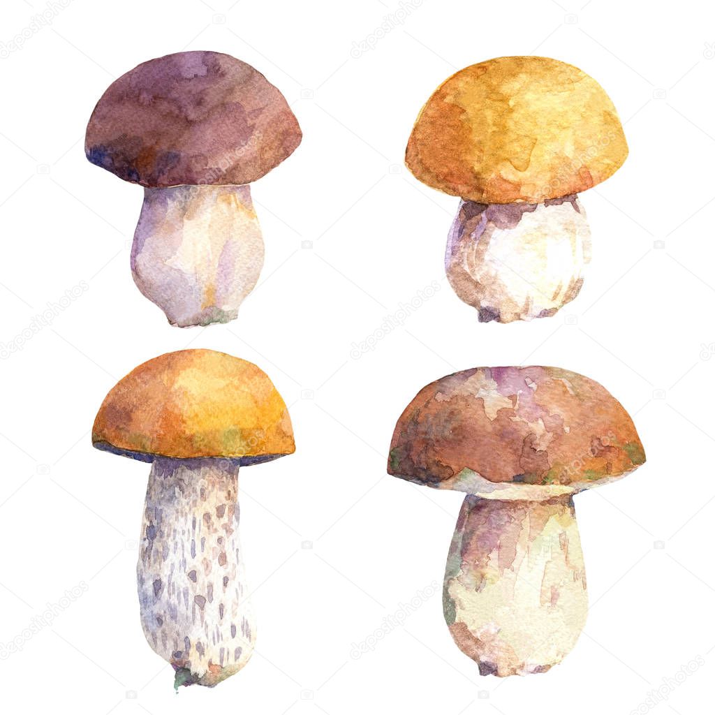 Watercolor set of edible mushrooms. Different types of boletus mushrooms