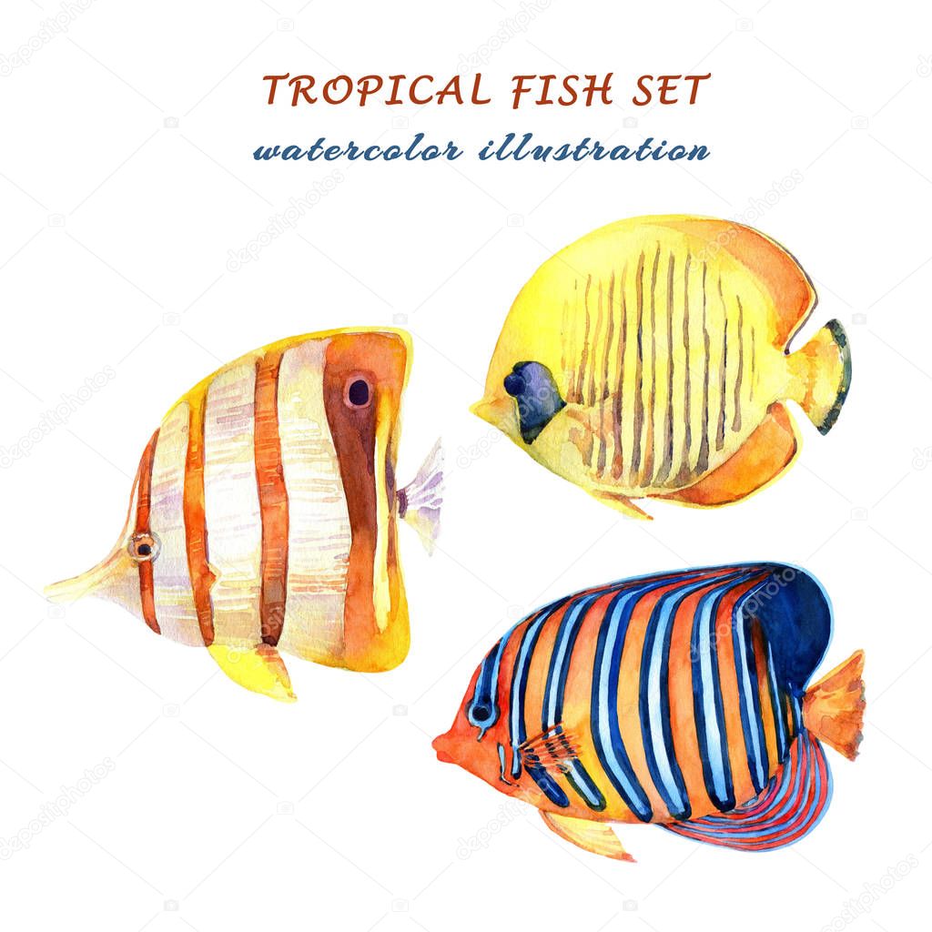 Watercolor set of tropical fish - angelfish, copperband butterflyfish and bluecheek butterflyfish. Hand drawn illustration isolated on white background.
