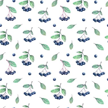 Chokeberries (aronia), yaprakları ve dalları ile suluboya dikişsiz desen.
