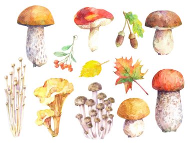 Yenilebilir mantar seti - huş bolete, russula, bal mantarı, champignon, chanterelle, enoki, tricholoma, porcini ve sonbahar elemanları. Suluboya el çizilmiş illüstrasyon.