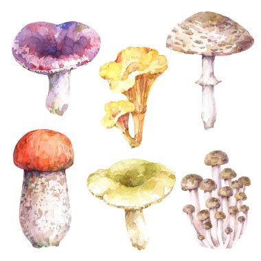 Yenilebilir mantar seti - huş bolete, russula, bal mantarı, champignon, chanterelle, tricholoma ve porcini. Suluboya el çizilmiş illüstrasyon.