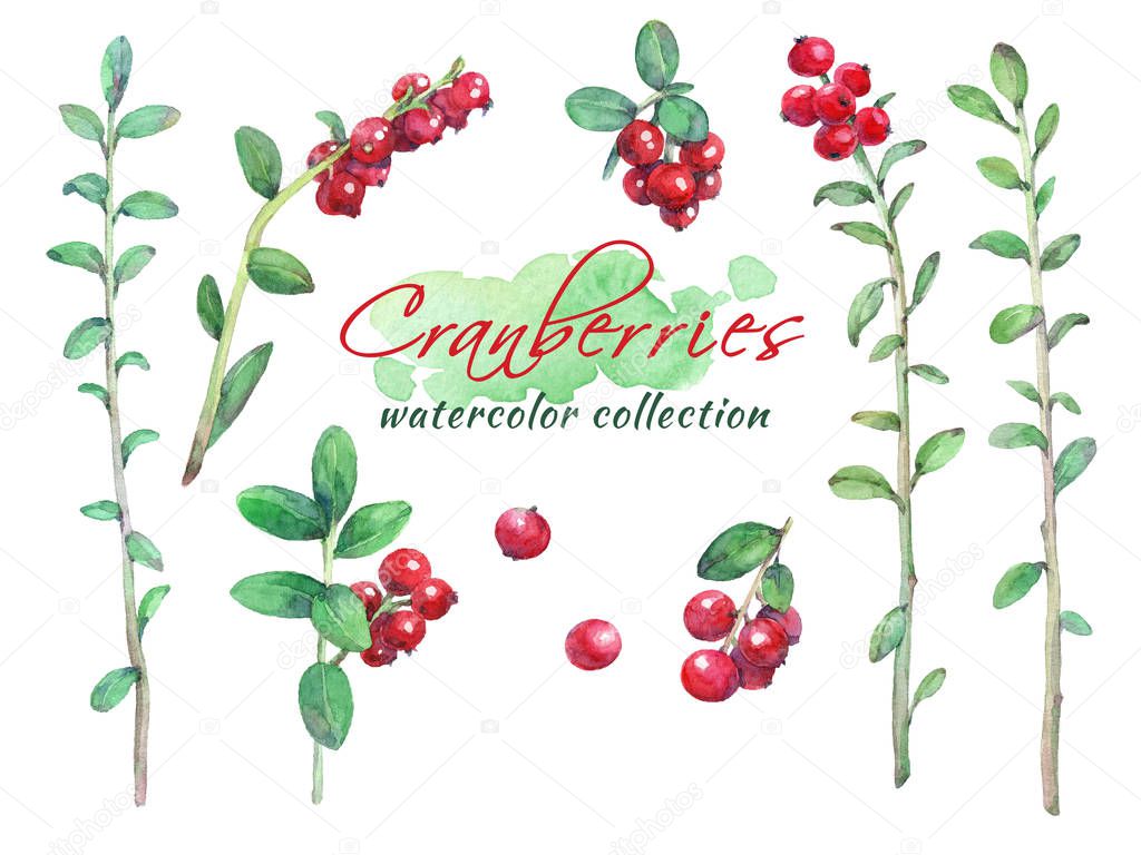 Watercolor set of cranberries, leaves and branches.