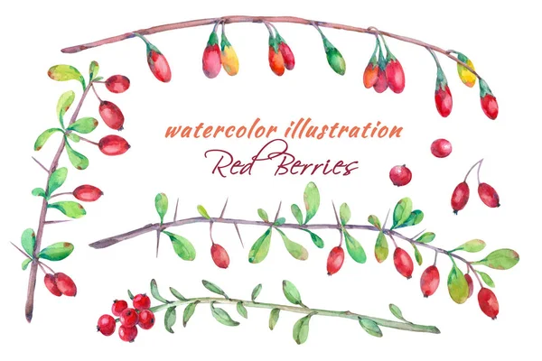 果実の水彩セット クランベリーゴジベリー — ストック写真