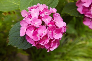 İlkbahar ve yaz aylarında çiçek açan bir bahçede pembe ortanca çiçek (Hydrangea macrophylla). Hydrangea macrophylla - HORTENSIA çiçek güzel bush