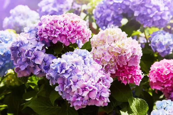 Pembe, mavi, leylak, menekşe, mor ortanca çiçeği (Hydrangea makrophylla) bir bahçede bahar ve yaz mevsiminde çiçek açar. Ortanca macrophylla Ortensiya çiçeklerinin güzel çalısı