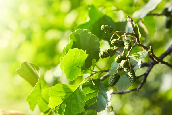 Kızılağaç yaprak ve yeşil koni dalı. Alnus glutinosa, ortak Kızılağaç, siyah Kızılağaç bahar dalı.