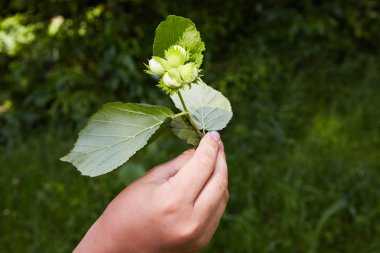 Dört yeşil fındık ile bir dalı tutan eller. Fındık ağacı (fındık), olgunlaşmamış fındık. Seçici odak