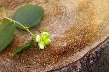 Branch of green unripe hazelnuts on the tree stump. Nuts of the filbert growing. Hazelnut tree, four unripe filberts. Selective focus clipart