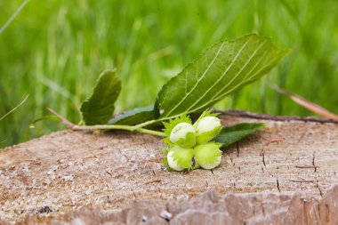 Branch of green unripe hazelnuts on the tree stump. Nuts of the filbert growing. Hazelnut tree, four unripe filberts. Selective focus clipart