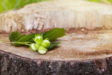 Branch of green unripe hazelnuts on the tree stump. Nuts of the filbert growing. Hazelnut tree, four unripe filberts. Selective focus clipart