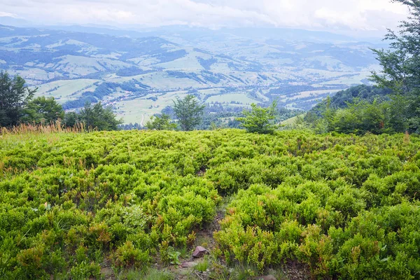Bilberries içinde alanlarında dağlarda. Karpat Dağları