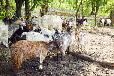 Hayvancılık tarım, süt ve peynir üretimi ve tarım keçi