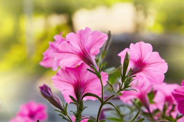 Güzel pembe Petunya (Petunya boş) Bahçe yumuşak odak çiçekler. 