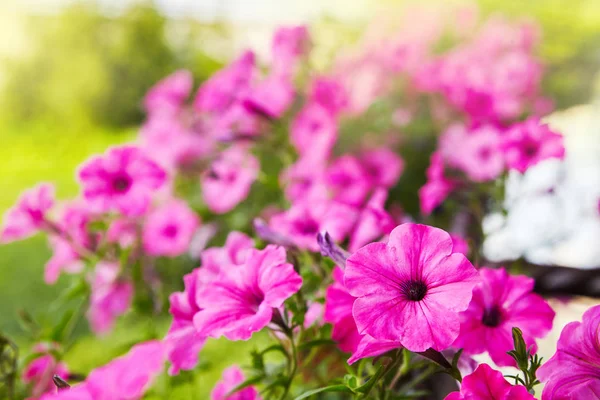 Güzel pembe Petunya (Petunya boş) Bahçe yumuşak odak çiçekler. 