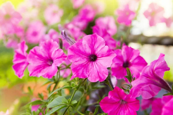 Güzel pembe Petunya (Petunya boş) Bahçe yumuşak odak çiçekler. 