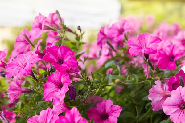 Güzel pembe Petunya (Petunya boş) Bahçe yumuşak odak çiçekler. 