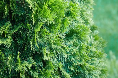 Platycladus orientalis (olarak da bilinen Çin Mazı (bitki), oryantal mazı, Çin mazı, biota veya oryantal Mazı (bitki))