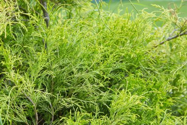 Platycladus orientalis (olarak da bilinen Çin Mazı (bitki), oryantal mazı, Çin mazı, biota veya oryantal Mazı (bitki))