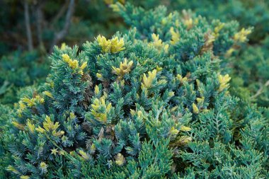 Çam ağacı, yeşil bahçe Ladin