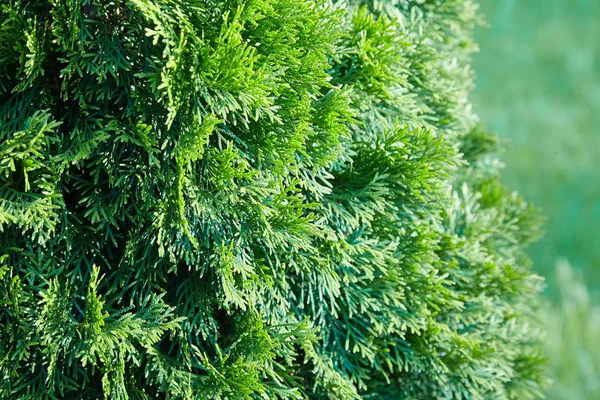 Platycladus orientalis (also known as Chinese thuja, Oriental arborvitae, Chinese arborvitae, biota or oriental thuja)