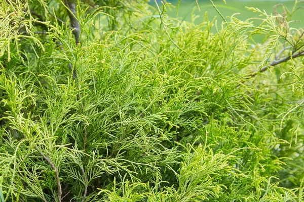 Platycladus orientalis (olarak da bilinen Çin Mazı (bitki), oryantal mazı, Çin mazı, biota veya oryantal Mazı (bitki))