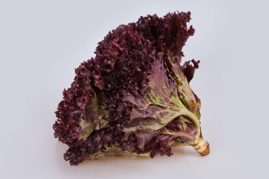 Beyaz arka plan üzerinde izole bütün taze meşe yaprak marul  