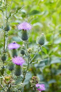 Cirsium vulgare, mızrak devedikeni, devedikeni, devedikeni, dikenli dikenli dikenli dikenli bitki, kanatlı gövdesi ve yaprakları, pembe mor çiçek başları.