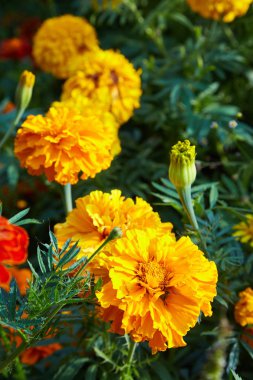 Parlak turuncu marigold çiçek portre. Blackbringer flowerbed (Tagetes erecta, Meksika, Aztek veya Afrika kadife çiçeği)