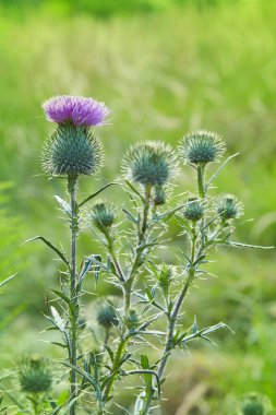 Cirsium vulgare, mızrak devedikeni, devedikeni, devedikeni, dikenli dikenli dikenli dikenli bitki, kanatlı gövdesi ve yaprakları, pembe mor çiçek başları.