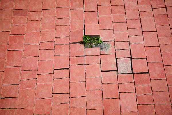 Strong sprout of poplar breaks through the pavement of red blocks. Strength and leader concept. Will to live. New development of business concept