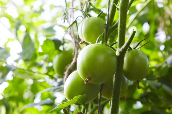 Dallar üzerinde büyüyen yeşil domates olgunlaşmamış. Bir serada. Çiftlik lezzetli kırmızı domates