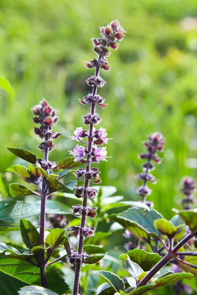 Фиолетовые Цветы Salvia Nemorosa Лесной Мудрец Балканский Клари Солнечный День — стоковое фото