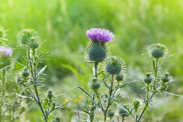 Cirsium Vulgare Cardo Lanza Cardo Toro Cardo Común Planta Cardo — Foto de Stock