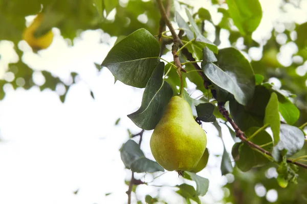 Fresh juicy pears on pear tree branch. Organic pears in natural environment. Crop of pears in summer garden. Summer fruits. Autumn harvest season